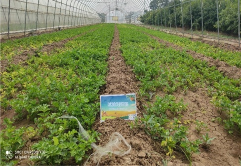 咸陽市涇陽三渠鎮(zhèn)芹菜示范基地